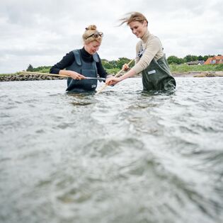 Østerssafari ved Limfjorden